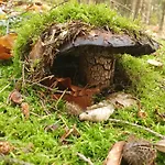 Naturhaus Am Wald Im Erzgebirge Holiday home Ehrenzipfel