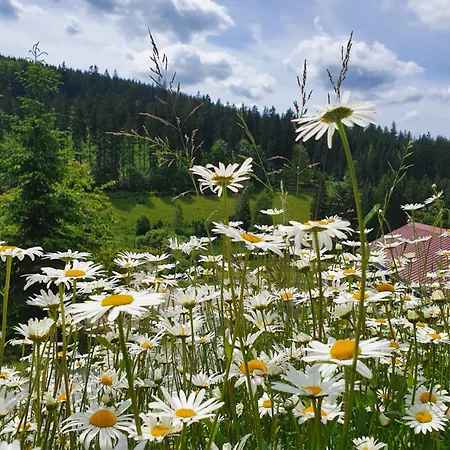 Naturhaus Am Wald Im Erzgebirge Holiday home Ehrenzipfel