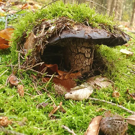 Naturhaus Am Wald Im Erzgebirge Dom wakacyjny Ehrenzipfel