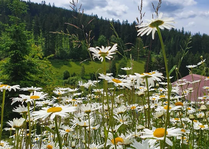 Naturhaus Am Wald Im Erzgebirge Dom wakacyjny Ehrenzipfel
