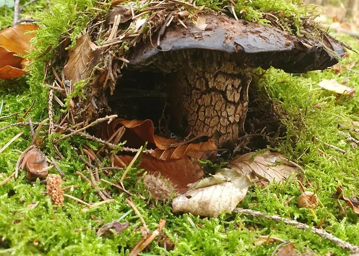 Naturhaus Am Wald Im Erzgebirge Dom wakacyjny Ehrenzipfel